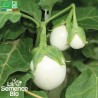 AUBERGINE BLANCHE RONDE À OEUF - Graines BIO | La Semence Bio | Graines et Bio