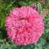 PAVOT ROSE "Fine Petal Pink Peony" - Graines BIO | KOKOPELLI | Graines et Bio