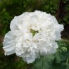 PAVOT BLANC "Snowball Peony" - Graines BIO | KOKOPELLI | Graines et Bio