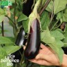 AUBERGINE de BARBENTANE - Graines BIO | La Semence Bio | Graines et Bio