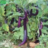 AUBERGINE JAPANESE PICKLING - Graines BIO | La Semence Bio | Graines et Bio