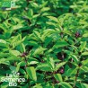 BASILIC RÉGLISSE - Graines BIO | La Semence Bio | Graines et Bio