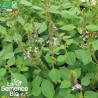 BASILIC TULSI - Graines BIO | La Semence Bio | Graines et Bio