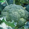 BROCOLI Calabrais - Graines BIO | La Semence Bio | Graines et Bio