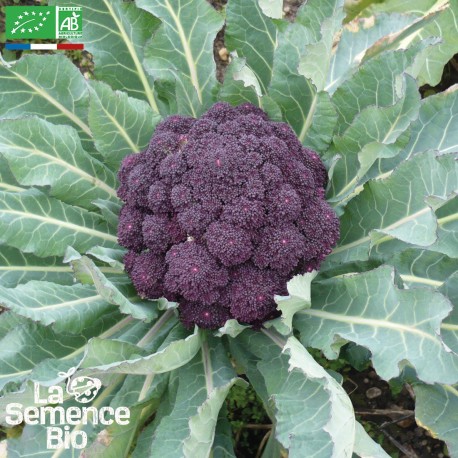 BROCOLI VIOLET du Cap - Graines BIO | La Semence Bio | Graines et Bio BROCOLI VIOLET du Cap - Graines BIO | La Semence Bio | Graines et Bio
