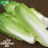 CHOU CHINOIS Pé-Tsaï - Graines BIO | La Semence Bio | Graines et Bio