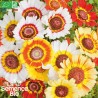 CHRYSANTHÈME Tricolore COMESTIBLE - Graines BIO | La Semence Bio | Graines et Bio