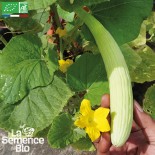 CONCOMBRE ARMÉNIEN - Graines BIO | La Semence Bio | Graines et Bio