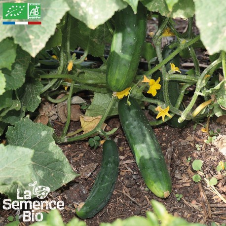 CONCOMBRE GRIMPANT ou RAMPANT - Graines BIO | La Semence Bio | Graines et Bio