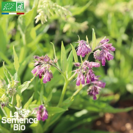 CONSOUDE Officinale - Graines BIO | La Semence Bio | Graines et Bio CONSOUDE Officinale - Graines BIO | La Semence Bio | Graines et Bio