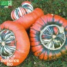 COURGE GIRAUMON TURBAN - Graines BIO | La Semence Bio | Graines et Bio