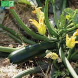COURGETTE BLACK BEAUTY - Graines BIO