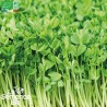 CRESSON ALÉNOIS - Graines BIO | La Semence Bio | Graines et Bio