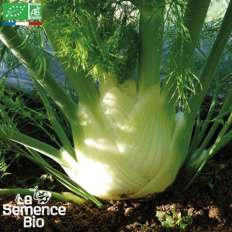 FENOUIL PERFECTION - Graines BIO | La Semence Bio | Graines et Bio