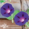 IPOMÉE - Graines BIO | La Semence Bio | Graines et Bio