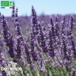 LAVANDE VRAIE - Graines BIO | La Semence Bio | Graines et Bio