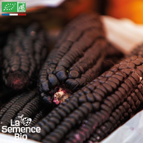 MAÏS POP CORN Noir - Graines BIO | La Semence Bio | Graines et Bio