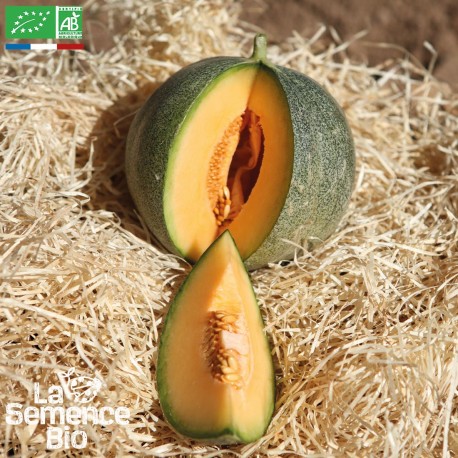 MELON PETIT GRIS de RENNES - Graines BIO | La Semence Bio | Graines et Bio MELON PETIT GRIS de RENNES - Graines BIO | La Semence Bio | Graines et Bio