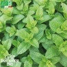 MENTHE VERTE - Graines BIO | La Semence Bio | Graines et Bio