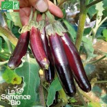 MINI AUBERGINE Little Finger - Graines BIO | La Semence Bio | Graines et Bio