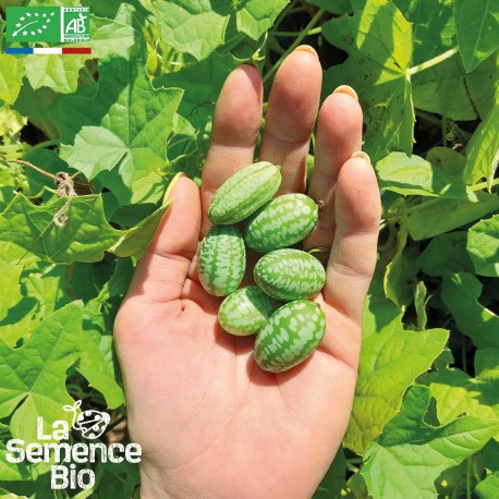 MINI CONCOMBRE - Graines BIO | La Semence Bio | Graines et Bio