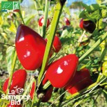 MINI POIVRON CAVIAR Calabrais - Graines BIO | La Semence Bio | Graines et Bio
