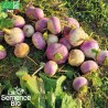 NAVET BLANC GLOBE - Graines BIO | La Semence Bio | Graines et Bio