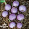 OIGNON ROSÉ d'Armorique - Graines BIO | La Semence Bio | Graines et Bio