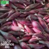 OIGNON ROSSA Lunga Di Firenze - Graines BIO | La Semence Bio | Graines et Bio