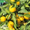 PIMENT DOUX BONBON Pfefferoni - Graines BIO | La Semence Bio | Graines et Bio