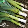 POIREAU MONSTRUEUX de Carentan - Graines BIO | La Semence Bio | Graines et Bio