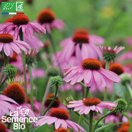 RUDBECKIA Echinacée - Graines BIO | La Semence Bio | Graines et Bio RUDBECKIA Echinacée - Graines BIO | La Semence Bio | Graines et Bio