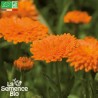 SOUCI des Jardins ou CALENDULA - Graines BIO | La Semence Bio | Graines et Bio