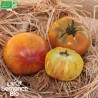 TOMATE ANANAS - Graines BIO | La Semence Bio | Graines et Bio