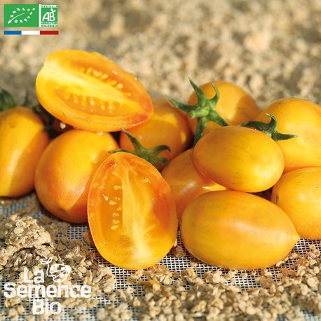 TOMATE COCKTAIL ORANGE Blush - Graines BIO | La Semence Bio | Graines et Bio