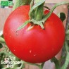 TOMATE CHARNUE de HUY - Graines BIO | La Semence Bio | Graines et Bio