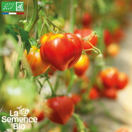 TOMATE PETIT COEUR DE BOEUF - Graines BIO | La Semence Bio | Graines et Bio
