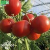 TOMATE PRÉCOCE DE QUIMPER - Graines BIO | La Semence Bio | Graines et Bio