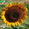 TOURNESOL GÉANT - Graines BIO | La Semence Bio | Graines et Bio