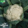 CHOU-FLEUR BOULE DE NEIGE - Graines BIO | La Semence Bio | Graines et Bio