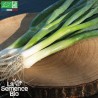 OIGNON CIBOULE Ishikura Long White - Graines BIO | La Semence Bio | Graines et Bio