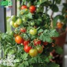 TOMATE CERISE Red Robin - Graines BIO | La Semence Bio | Graines et Bio