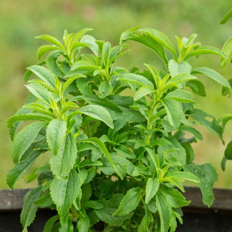 STEVIA Plante à sucre - Graines BIO | KOKOPELLI | Graines et Bio STEVIA Plante à sucre - Graines BIO | KOKOPELLI | Graines et Bio