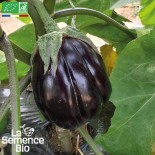 AUBERGINE BLACK BEAUTY - Graines BIO | La Semence Bio | Graines et Bio