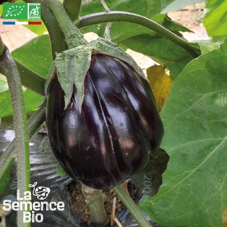 AUBERGINE BLACK BEAUTY - Graines BIO | La Semence Bio | Graines et Bio