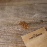 ROQUETTE Sauvage - Graines BIO | Ferme de Sainte Marthe | Graines et Bio