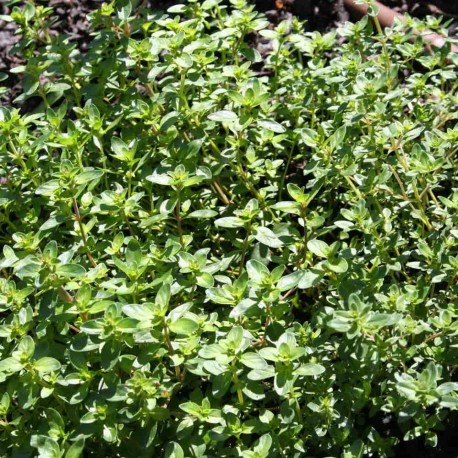 THYM SERPOLET - Graines BIO | Ferme de Sainte Marthe | Graines et Bio THYM SERPOLET - Graines BIO | Ferme de Sainte Marthe | Graines et Bio