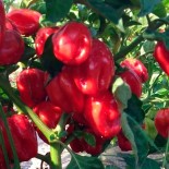 PIMENT ANTILLAIS - Graines BIO