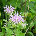 🌿 Graines AROMATIQUES et MEDICINALES - MONARDE BERGAMOTE SAUVAGE - Graines non traitées