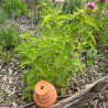 MONARDE BERGAMOTE SAUVAGE - Graines non traitées | Ferme de Sainte Marthe | Graines et Bio